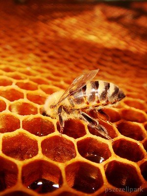 Pszczoły również bywają pesymistkami fot. Małanowski