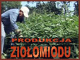 Produkcja ziolomiodu