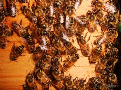 Pszczelarstwo Beekeeping fot. Dariusz Małanowski